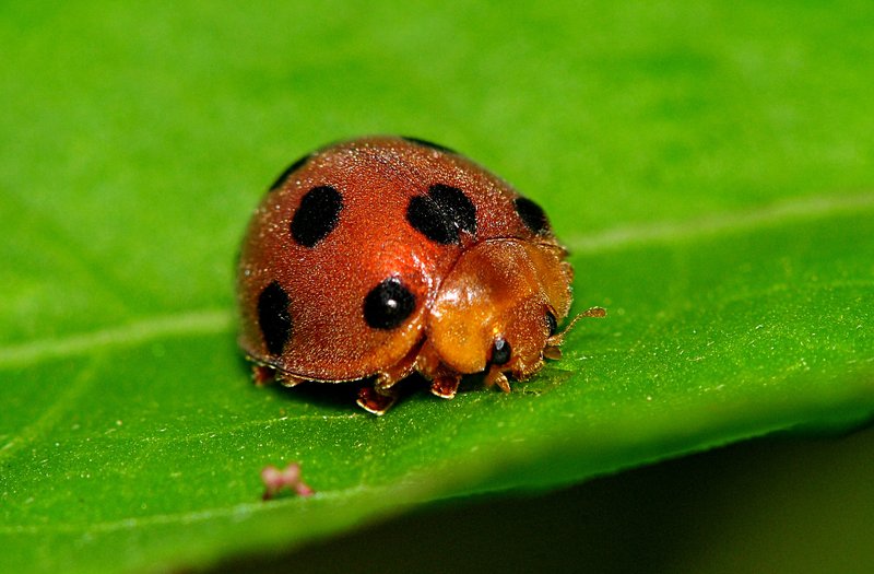 ladybug